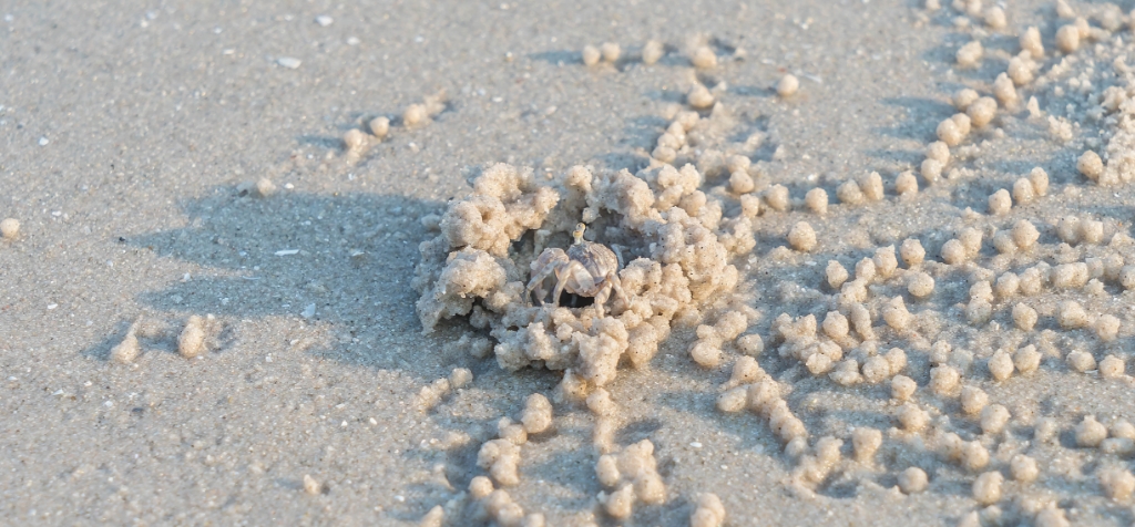 ghost crab ghost crab