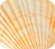 scallop sea shell isolated scallop sea shell isolated