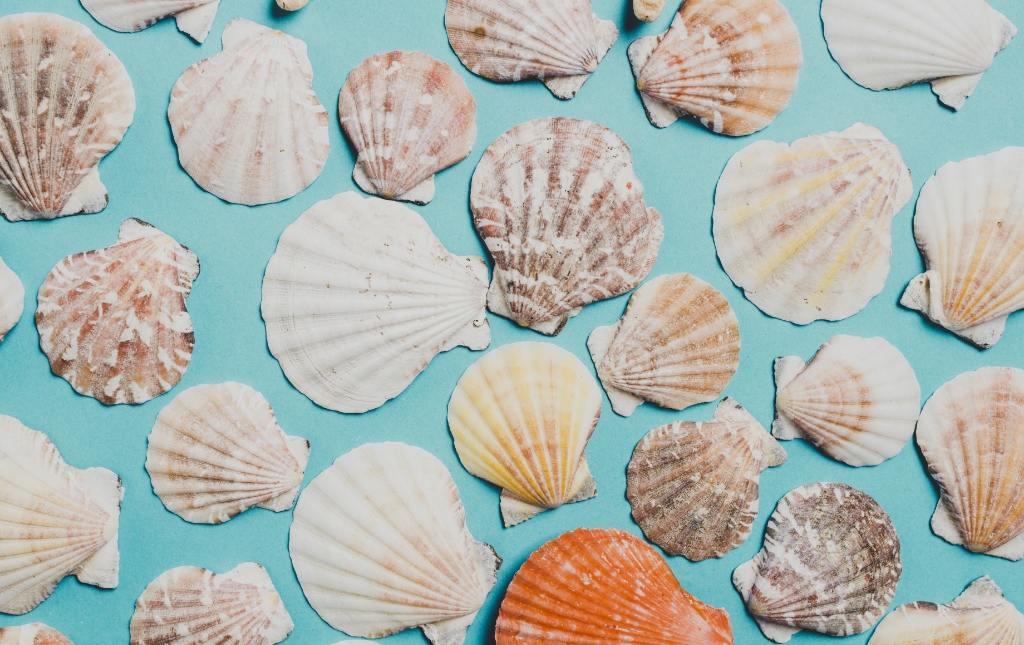 summer concept with shells summer concept with shells